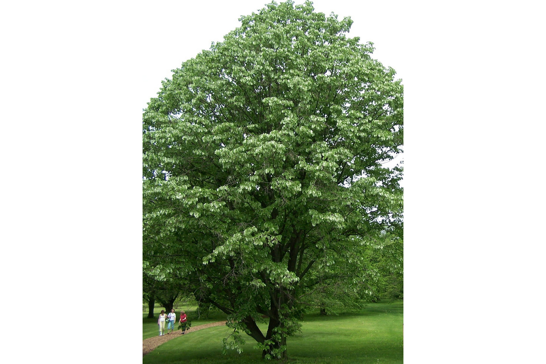 Image of Ezüst hárs / Tilia tomentosa ✥