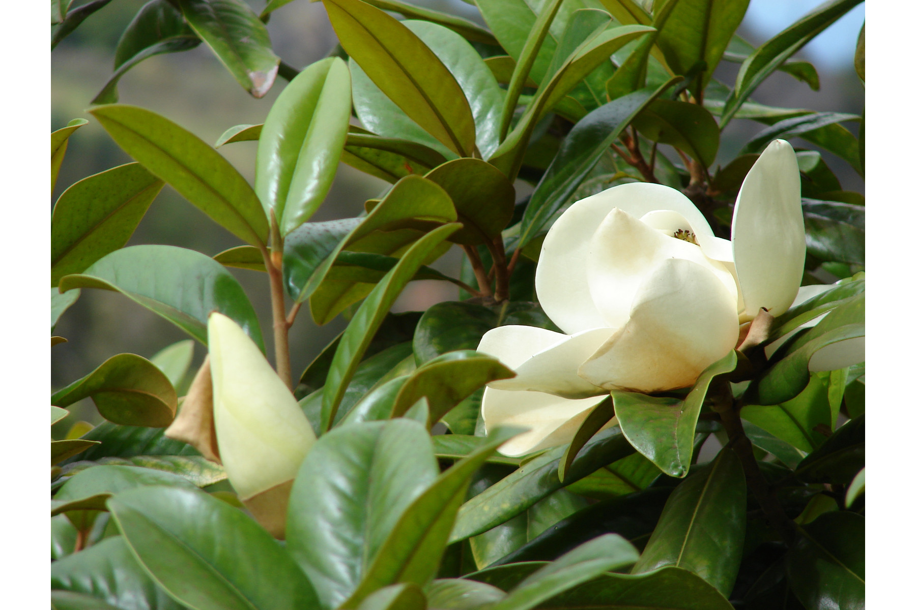 Image of D.D. Blanchard örökzöld liliomfa / Magnolia grandiflora ’D.D. Blanchard’ ✤