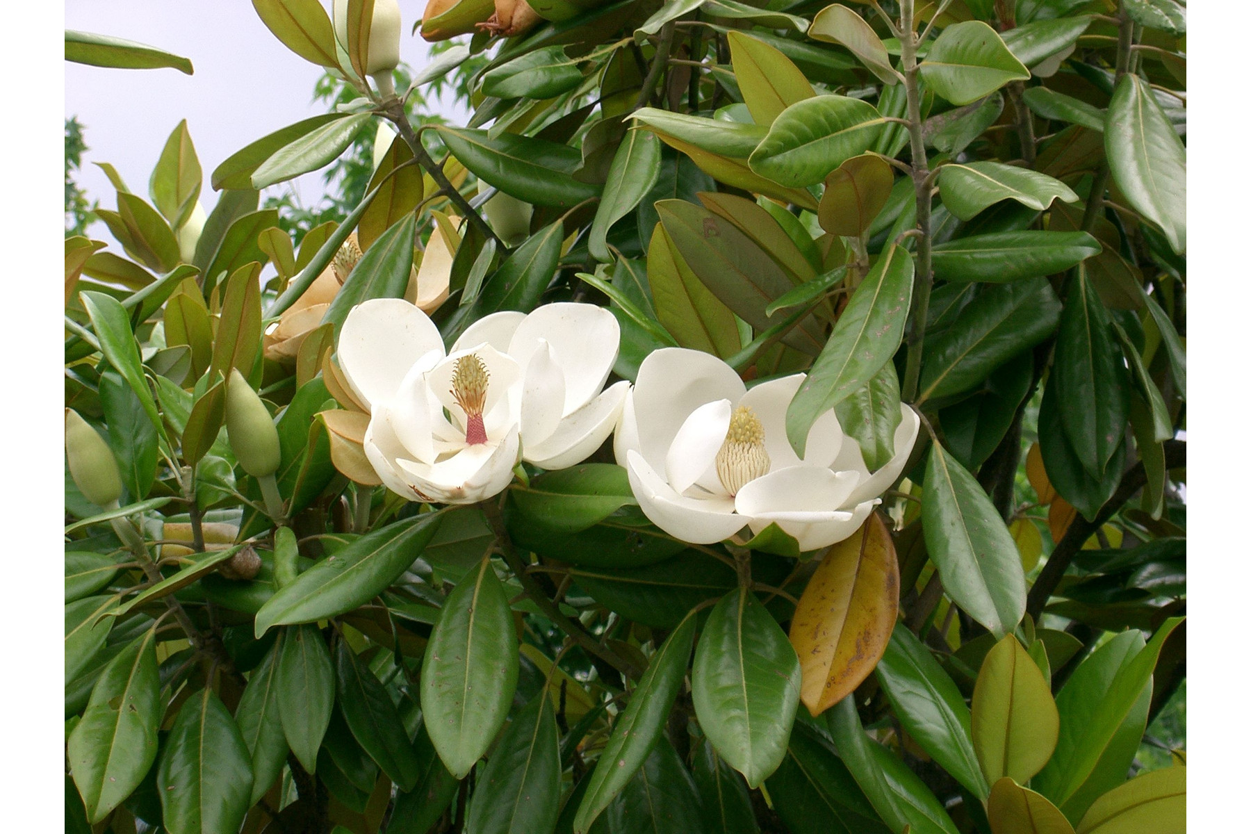 Image of Edit Bague örökzöld liliomfa / Magnolia grandiflora ’Edit Bague’ ✤