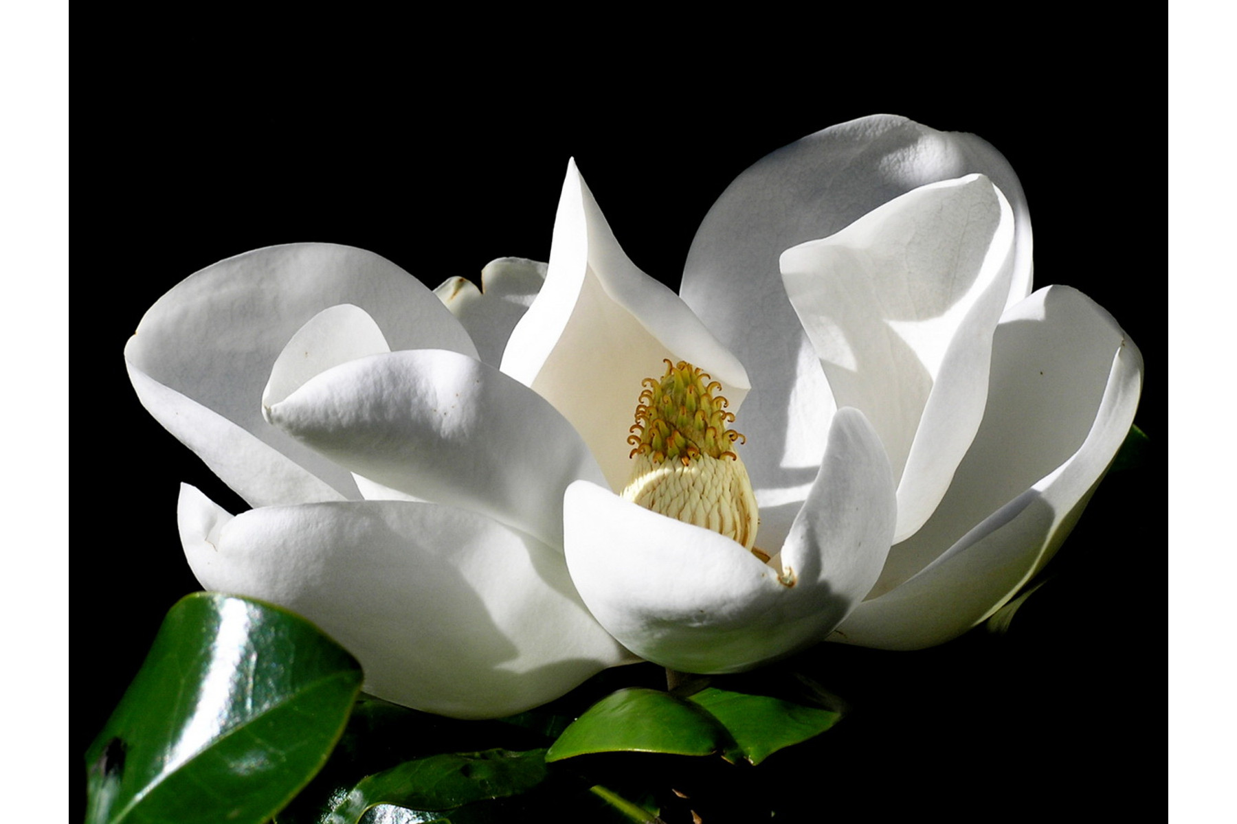 Image of Galissoniere örökzöld liliomfa / Magnolia grandiflora ’Galissoniere’ ✤