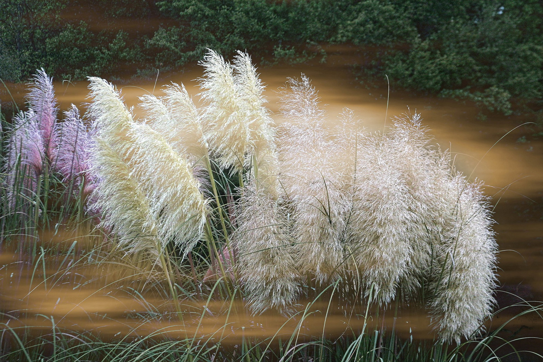 Image of Ezüstös pampafű / Cortaderia selloana ❉