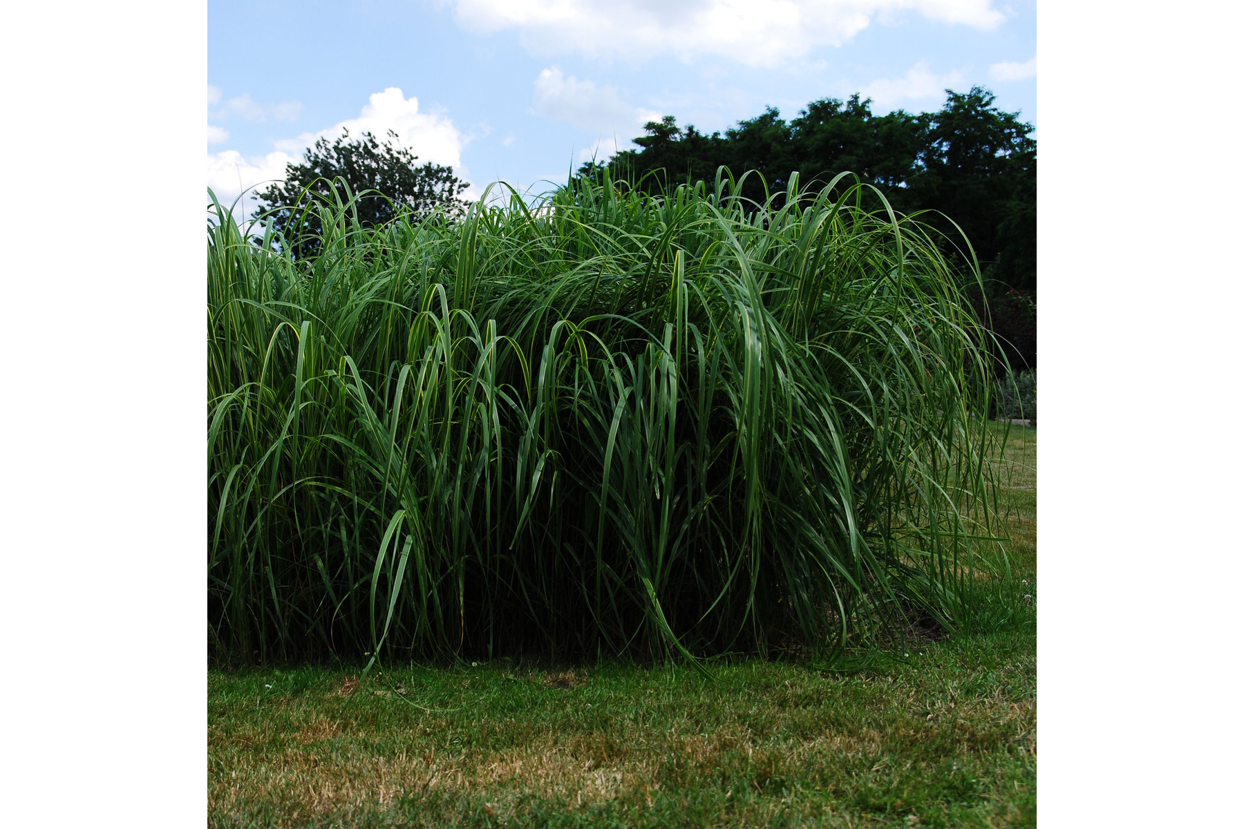 Image of Tarkalevelű prérizsinegfű / Spartina pectinata 'Aureomarginata' ❉