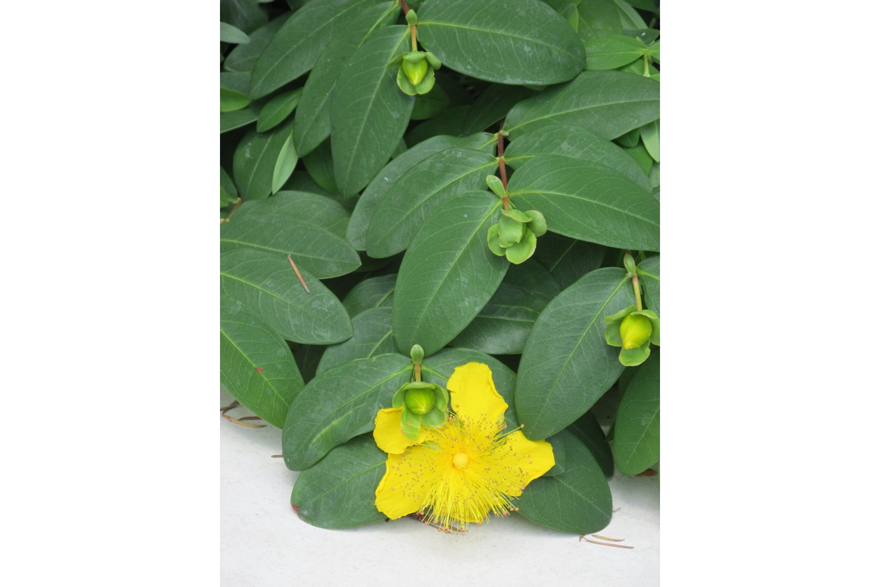 Image of Örökzöld orbáncfű / Hypericum calycinum - 15-20