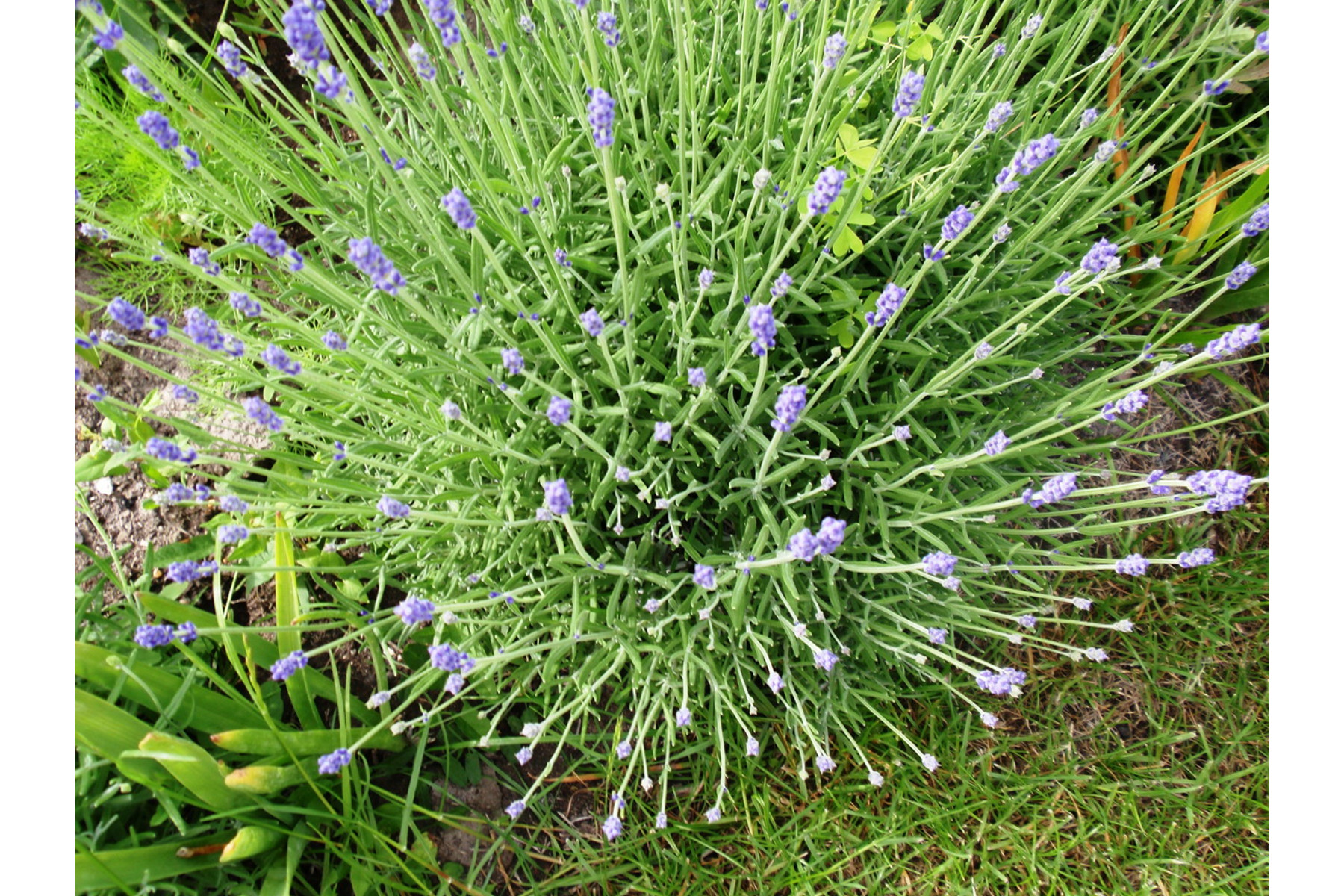 Image of Levendula / Lavandula angustifolia - 15-20