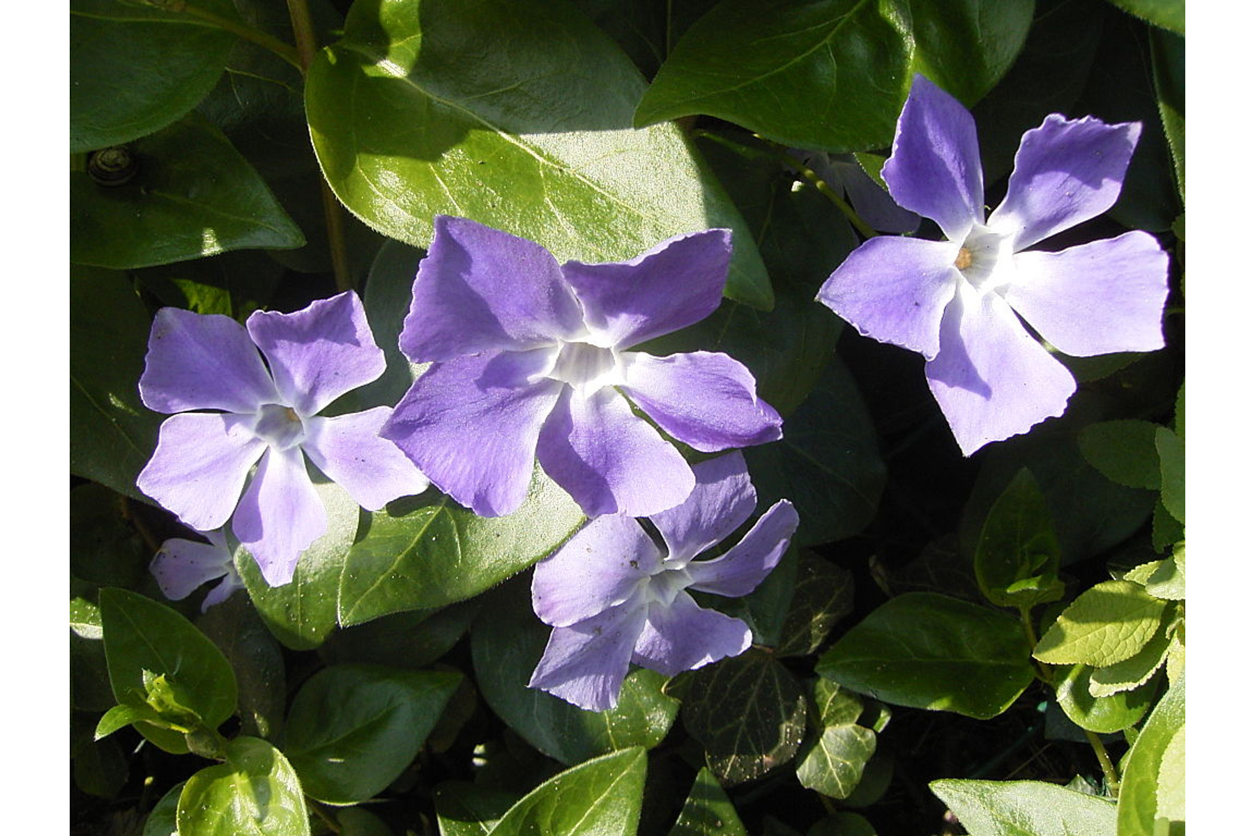 Image of Nagy télizöld meténg / Vinca major - 20-25