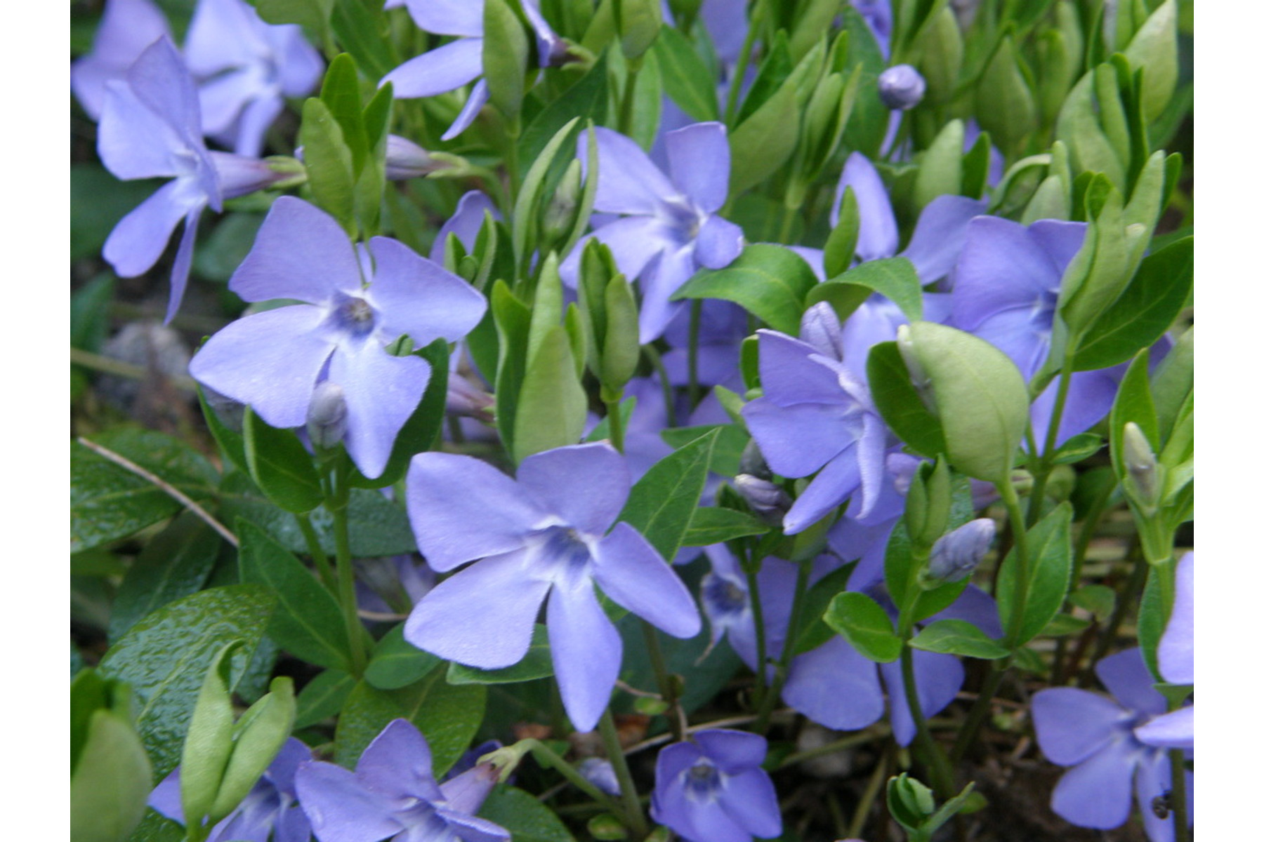 Image of Kis télizöld meténg / Vinca minor - 10-20