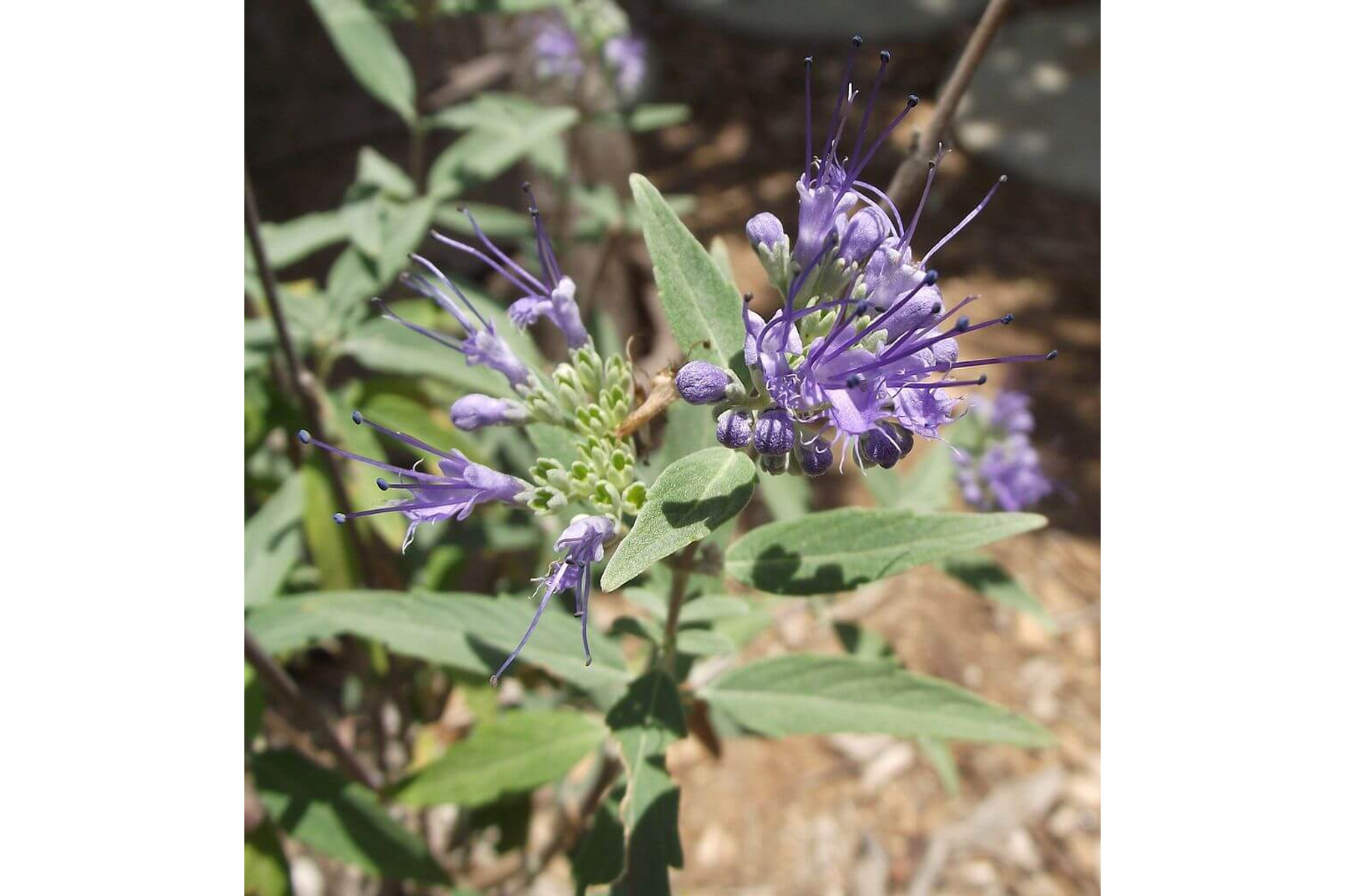 Image of Angol kékszakáll / Caryopteris x clandonensis ❁