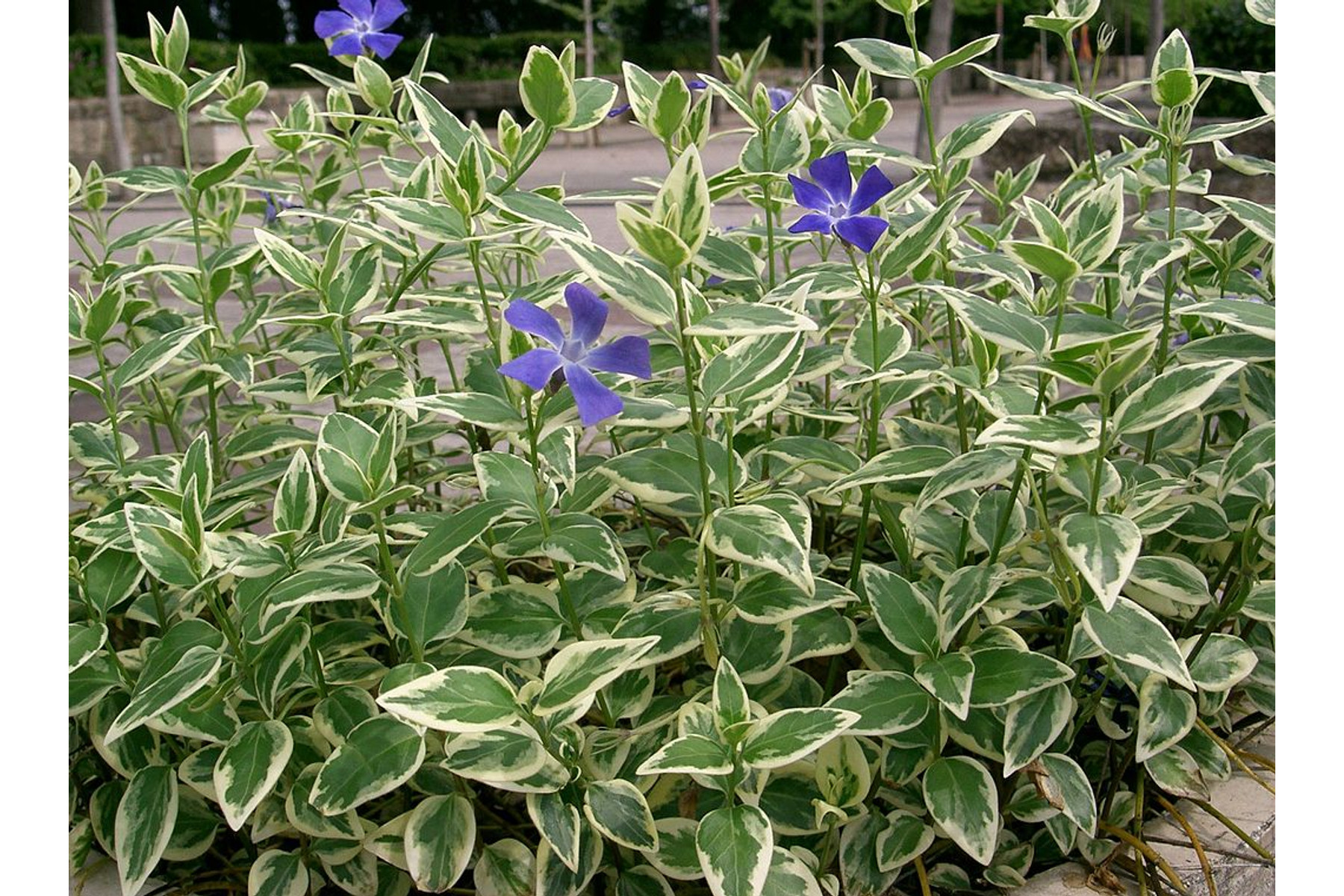 Image of Tarkalevelű nagy télizöld meténg / Vinca major 'Variegata' - 20-25