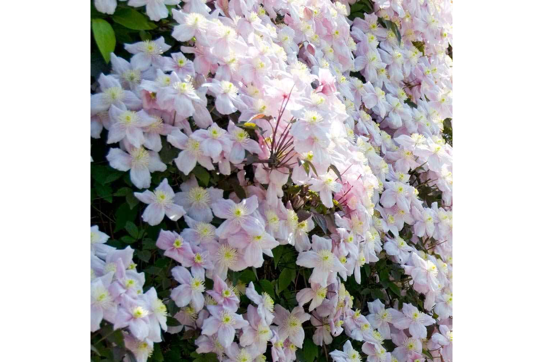 Image of Hegyi iszalag / Clematis montana ’Mayleen’ ∬