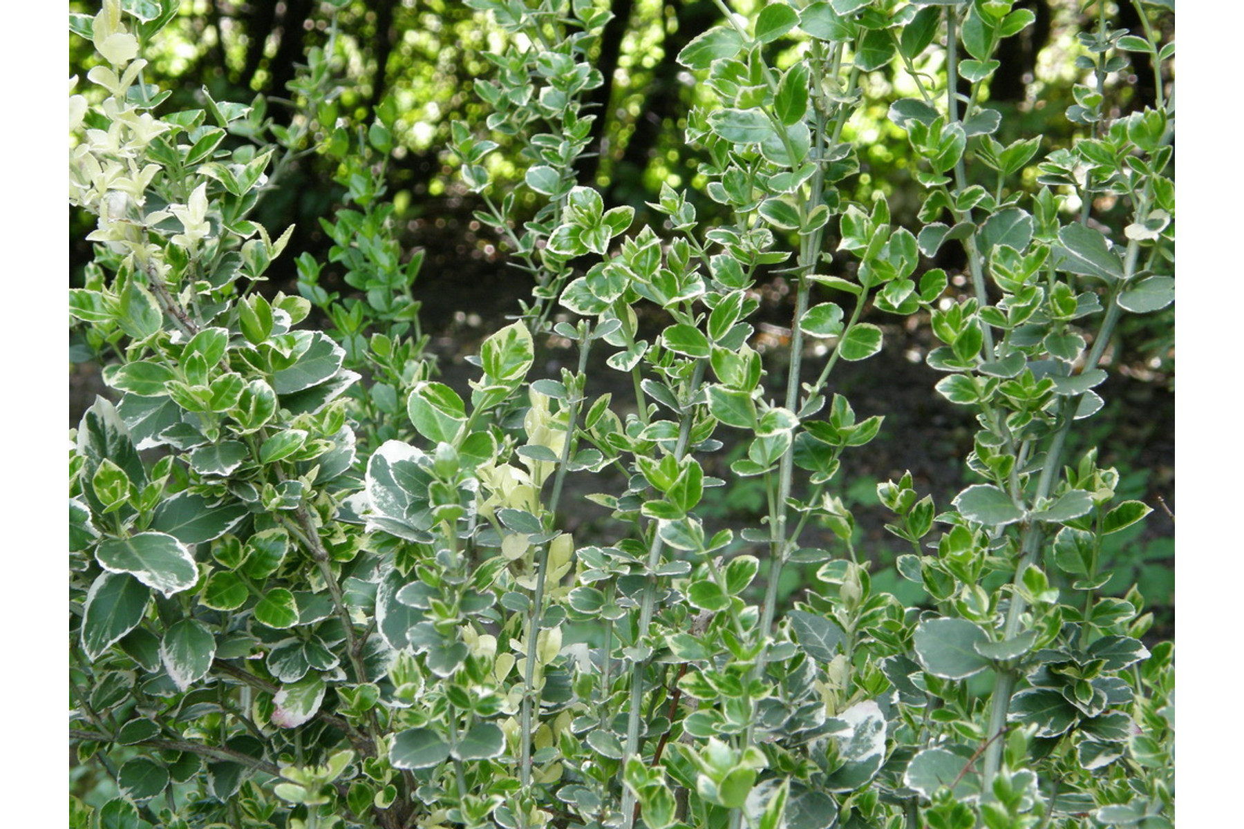 Image of Ezüsttarka kúszó kecskerágó / Euonymus fortunei 'Emerald Gaiety' ✽