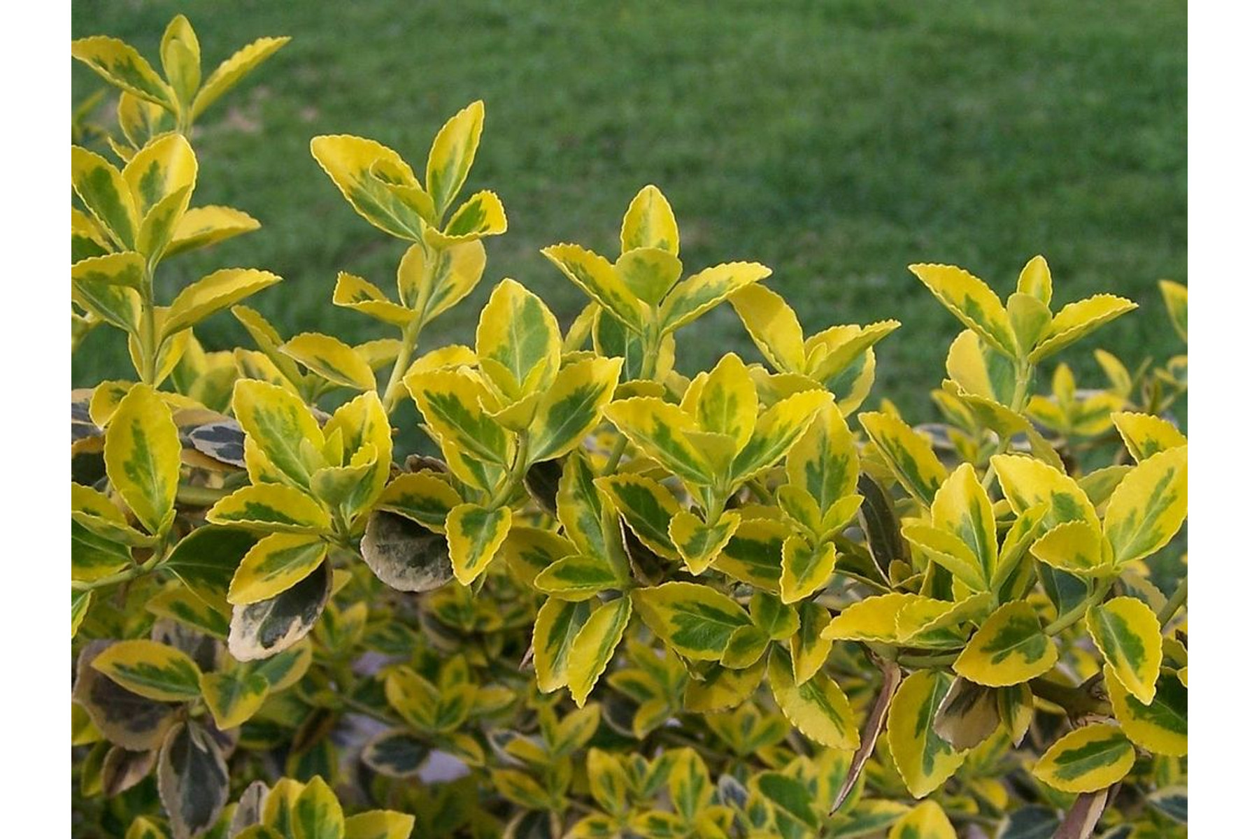 Image of Aranytarka kúszó kecskerágó / Euonymus fortunei 'Emerald'n Gold' ✽