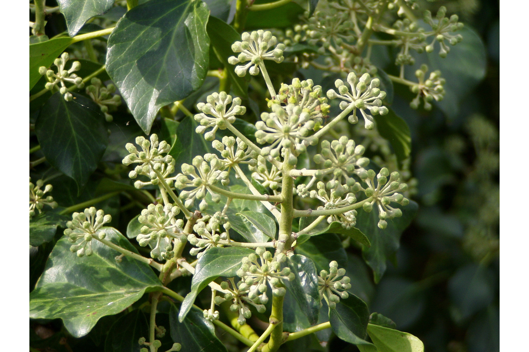 Image of Ír borostyán / Hedera hibernica ∬