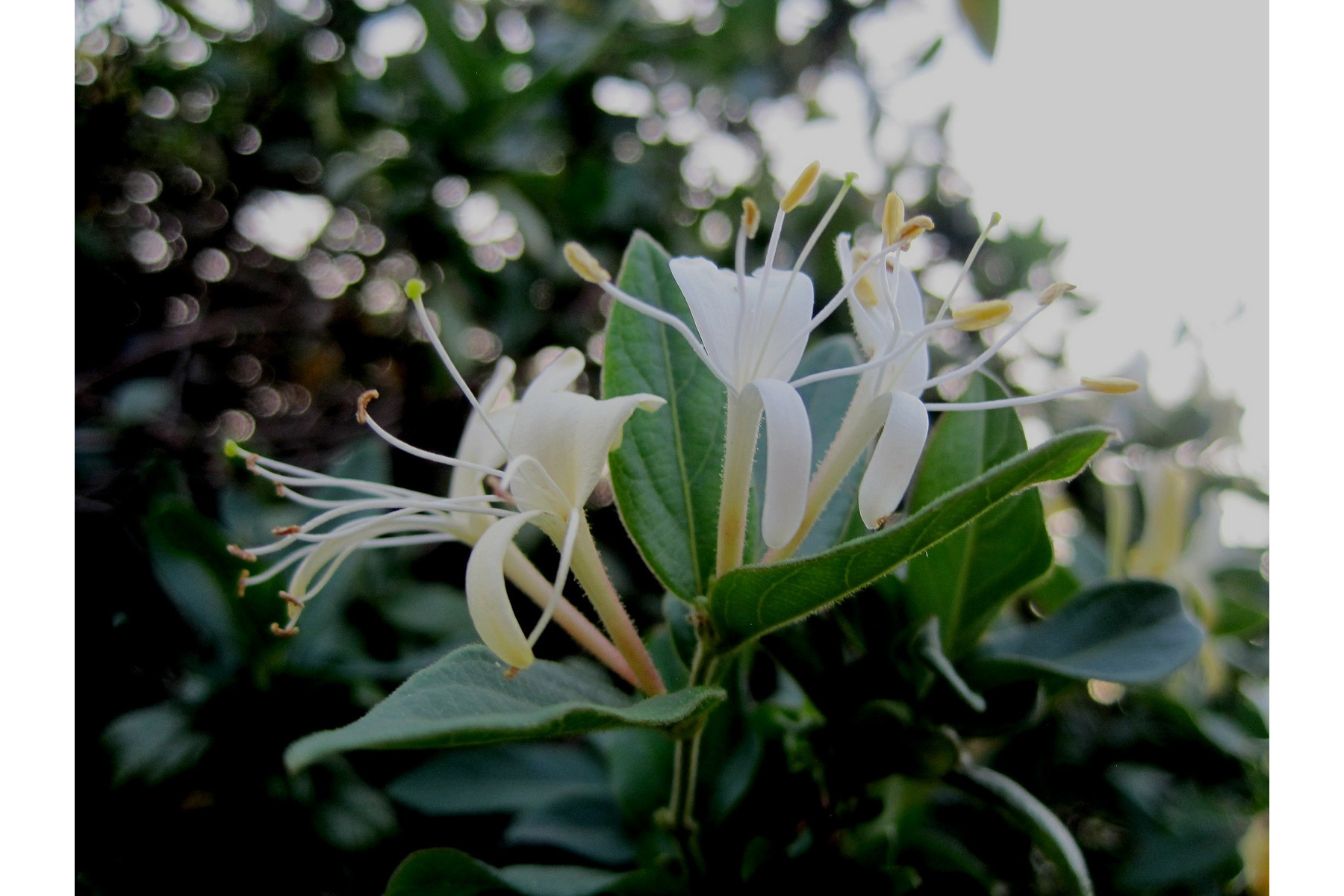 Image of Örökzöld japán lonc / Lonicera japonica 'Halliana' - 60-80