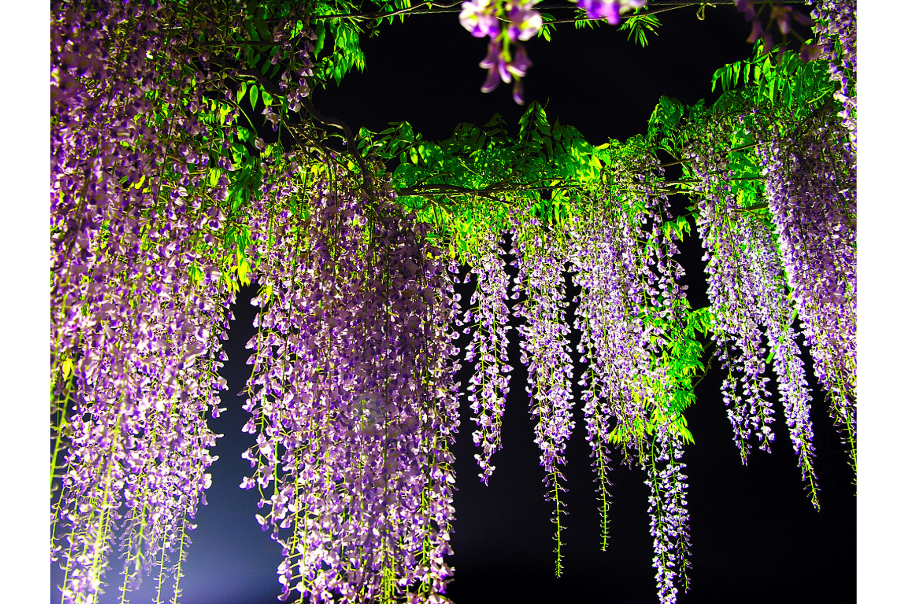 Image of Lilaakác / Wisteria sinensis - 100-125
