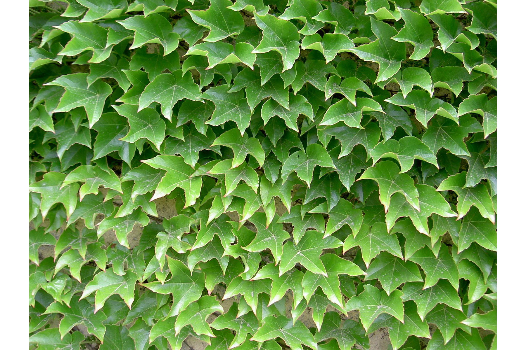 Image of Repkény vadszőlő / Parthenocissus tricuspidata 'Veitchii' - 175-200