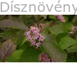 Kínai lilabogyó virágzás