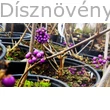 Kínai lilabogyó konténer