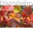 Cserszömörce őszi lombszín