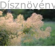 Cserszömörce virágzat