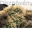 Cserszömörce habitus virágzásban