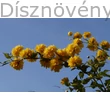 Boglárkacserje virágzó vessző