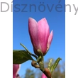 Susan liliomfa virág