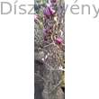Susan liliomfa cserje bimbózó virágokkal