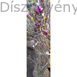 Susan liliomfa cserje bimbózó virágokkal