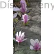 Susan liliomfa virágok