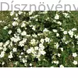 Cserjés pimpó fehér virágú