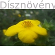 Cserjés pimpó sárga virág