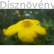 Cserjés pimpó sárga virág