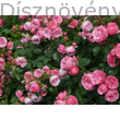 Rózsaszín terülőrózsa talajtakaró virágzás