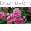 Rózsaszín terülőrózsa virágpompa