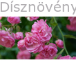 Rózsaszín terülőrózsa virágpompa