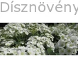 Kerti gyöngyvessző virágok