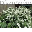 Kerti gyöngyvessző habitus