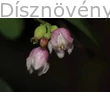 Hóbogyó virág