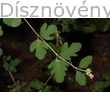 Hóbogyó vessző virággal