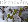 Pettyes hóbogyó hó alatt, levél