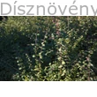 Pettyes hóbogyó szár, levél