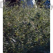 Pettyes hóbogyó habitus