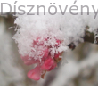Kikeleti bangita virág, télen