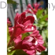 Bristol Ruby rózsalonc virág