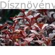 Japán vérborbolya eső-áztatta levelei