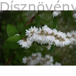 Érdeslevelű gyöngyvirágcserje Candidissima fajta virágai