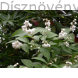 Érdeslevelű gyöngyvirágcserje Plena fajta virágzásban