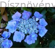 Blue Wave kerti hortenzia virágzat
