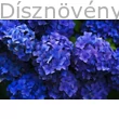 Bouquet Rose kerti hortenzia türkizkék virágzat