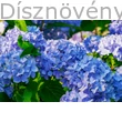 Bouquet Rose kerti hortenzia türkizkék virágzat